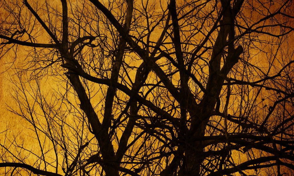 spooky scene through trees